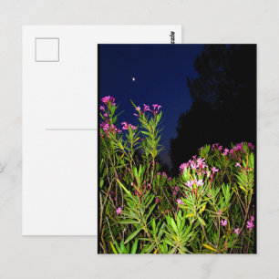Carte Postale Laurier-rose rose la nuit