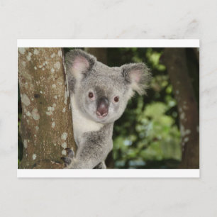 Carte Postale L'Australie koala ours mignon animal
