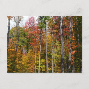 Carte Postale L'automne dans la forêt Photographie d'automne col