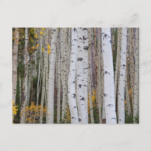 Carte Postale L'automne dans le Aspen's (Devant)