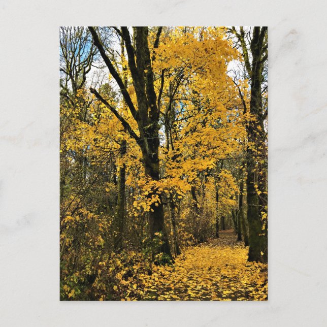 Carte Postale L'automne dans les bois (Devant)