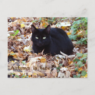 Carte Postale L'automne est ici Black Cat Postcard