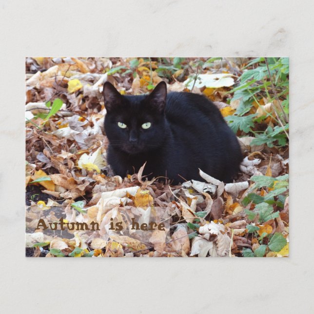 Carte Postale L'automne est ici Black Cat Postcard (Devant)