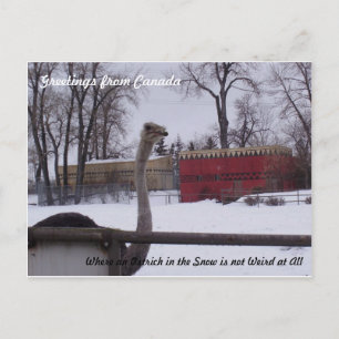 Carte Postale L'autruche dans la neige