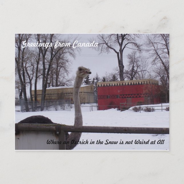 Carte Postale L'autruche dans la neige (Devant)
