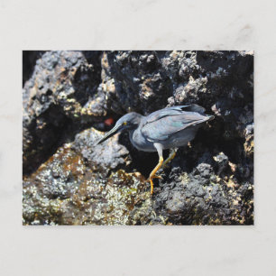Carte Postale Lava Heron, îles Galapagos
