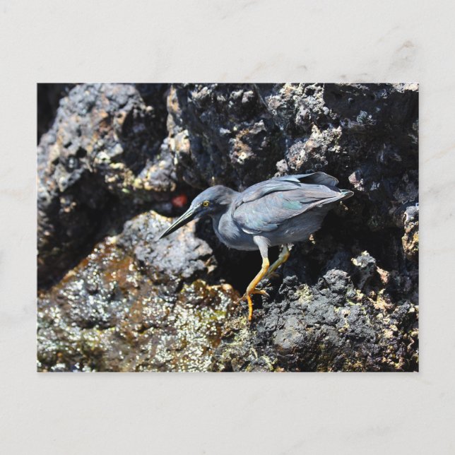 Carte Postale Lava Heron, îles Galapagos (Devant)