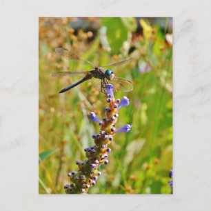 Carte Postale Lavande