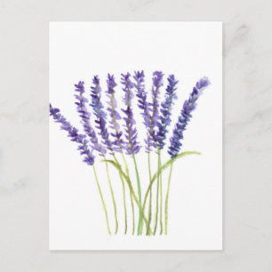 Carte Postale Lavande aquarelle peinture, fleurs violettes