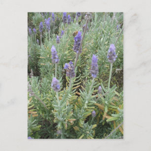 Carte Postale lavande bleue et abeille