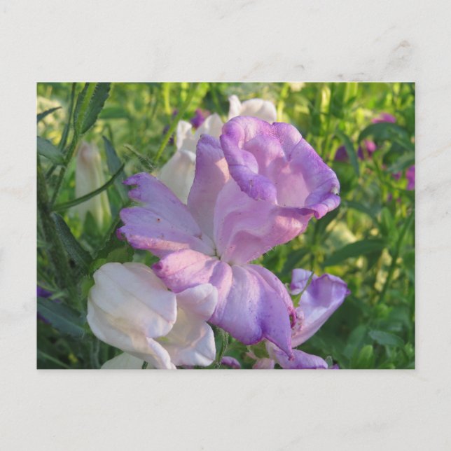 Carte Postale Lavande Campunella Bell Fleur (Devant)