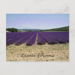Carte Postale Lavande de Provence