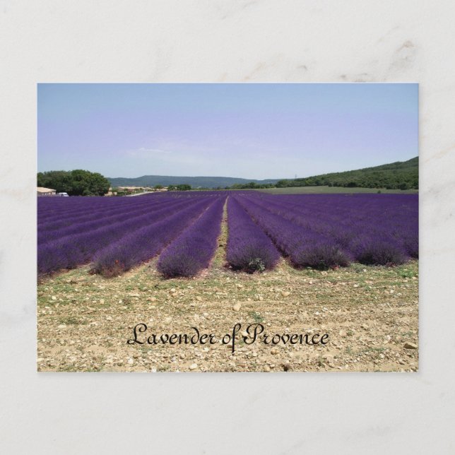 Carte Postale Lavande de Provence (Devant)