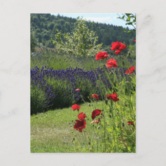Carte Postale Lavande et pavots