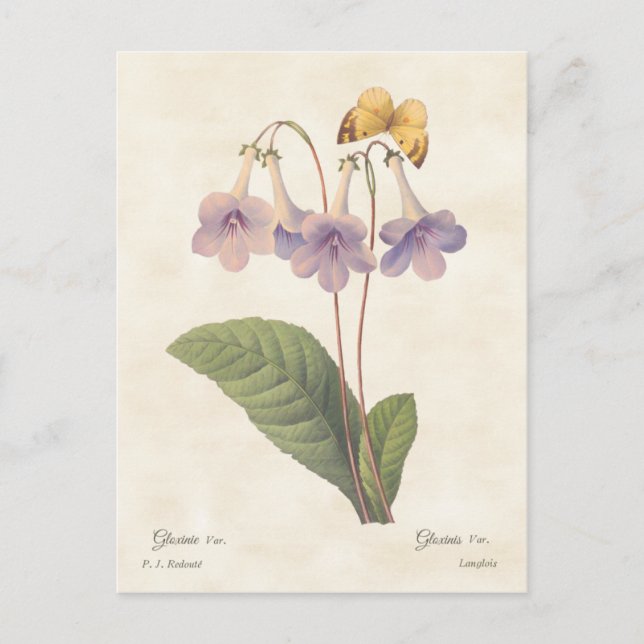 Carte Postale Lavande Gloxinia Vintage illustration botanique (Devant)
