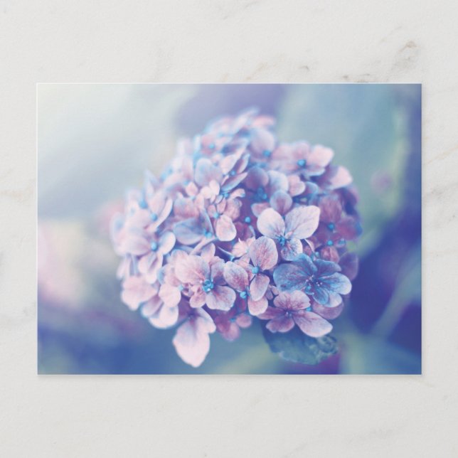 Carte Postale Lavande Hydrangea (Devant)