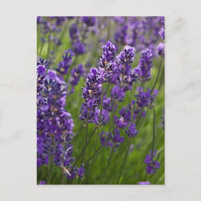 Carte Postale Lavande | Lavendel (Devant)