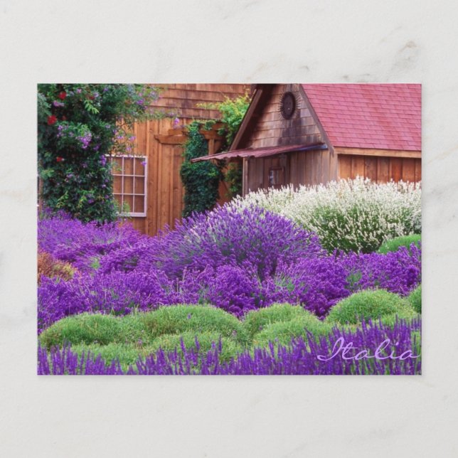 Carte Postale Lavande violette Italia (Devant)