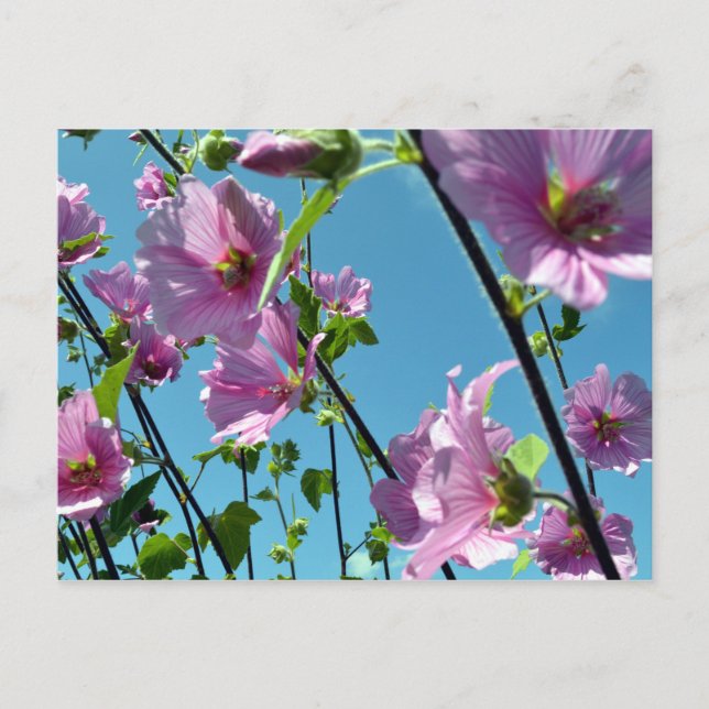 Carte Postale Lavatera arborea (Devant)
