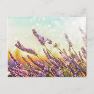 Carte Postale Lave mousseuse