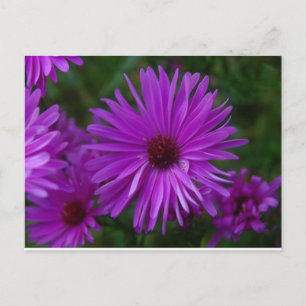 Carte Postale Lavendar Aster