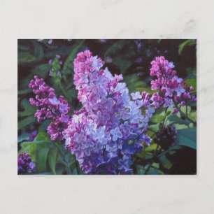 Carte Postale Lavendar Lilacs