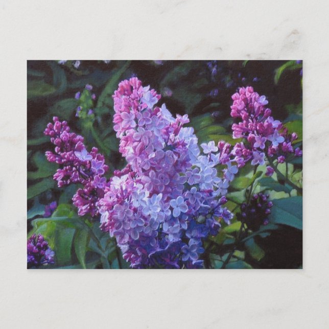 Carte Postale Lavendar Lilacs (Devant)