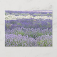 Carte postale Lavender