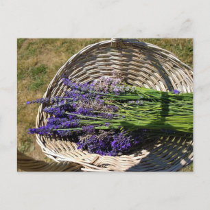 Carte Postale Lavender