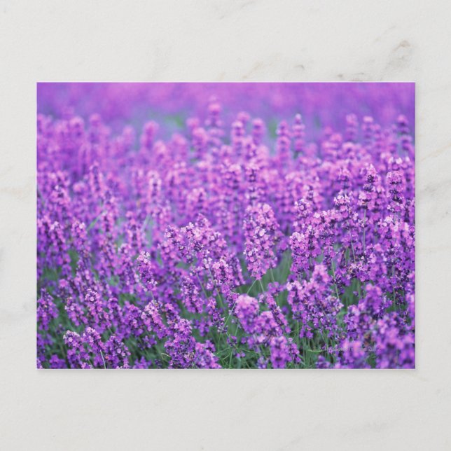 Carte Postale Lavender (Devant)