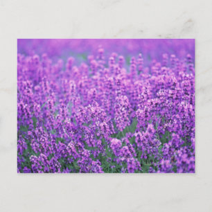 Carte Postale Lavender
