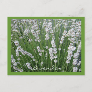 Carte postale Lavender