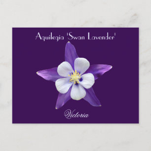 Carte postale Lavender Aquilegia Columbine
