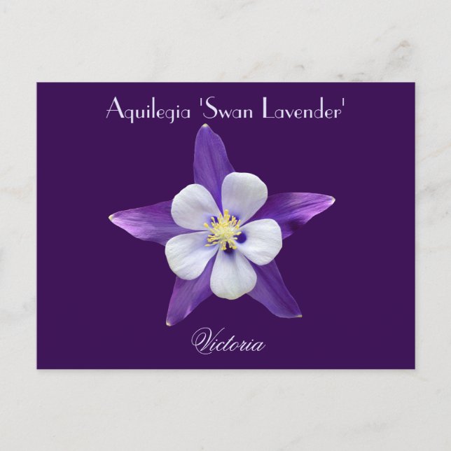 Carte postale Lavender Aquilegia Columbine (Devant)