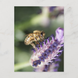 Carte Postale Lavender Bee