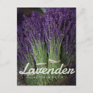 Carte Postale Lavender Bunch