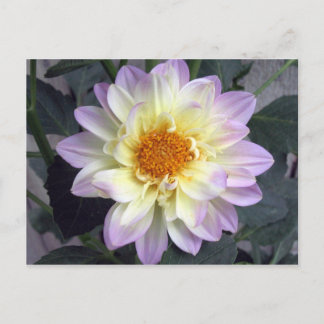 Carte Postale Lavender Creme Dahlia