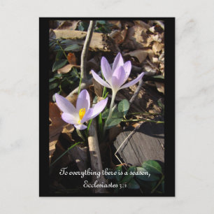 Carte Postale Lavender Crocus