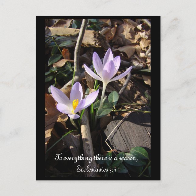 Carte Postale Lavender Crocus (Devant)