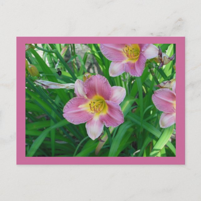 Carte Postale Lavender Daylilies (Devant)