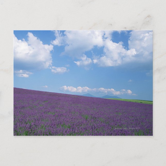 Carte Postale Lavender Field 3 (Devant)