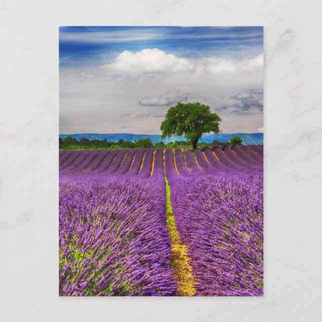 Carte Postale Lavender Field scenic, France (Devant)