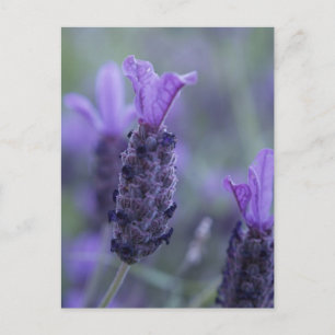 Carte postale Lavender Flower