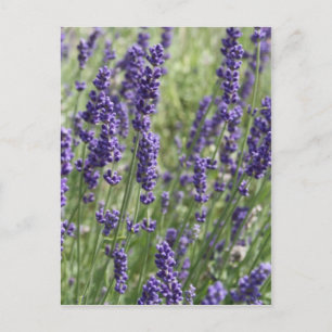 Carte postale Lavender Flowers