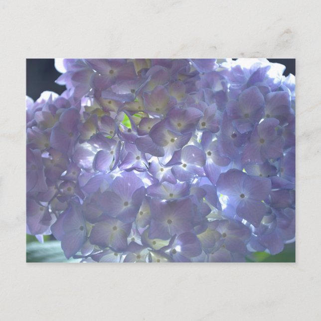 Carte Postale Lavender Hydrangeas (Devant)