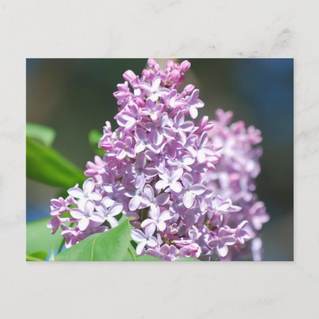 Carte postale Lavender Lilac (Devant)