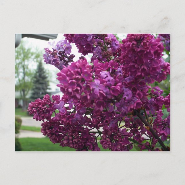 Carte postale Lavender Lilacs (Devant)