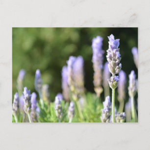 Carte postale Lavender Photography