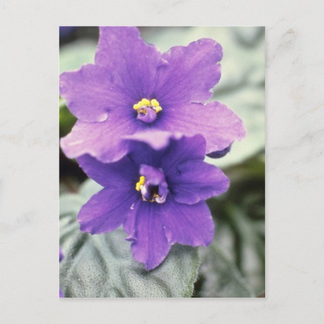 Carte Postale Lavender Saintpaulia 'Tender Love' (Violet africai (Devant)