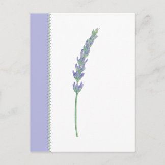 Carte postale Lavender Sprig